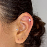 Pierce Stella Polare